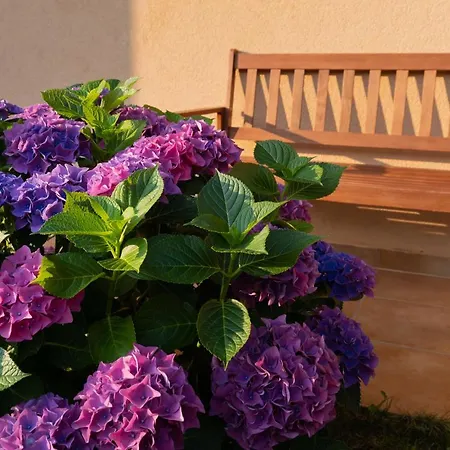 House Ruzmarin * Kaštelir